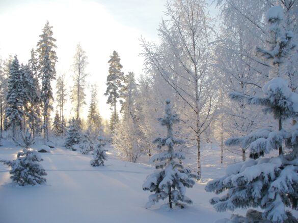 winter, forest, winter forest