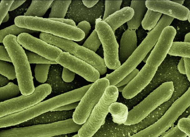 koli bacteria, escherichia coli, bacteria