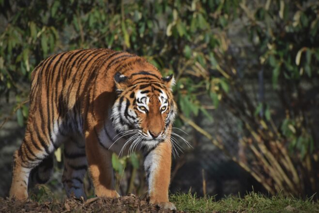 siberian tiger, big cat, predator