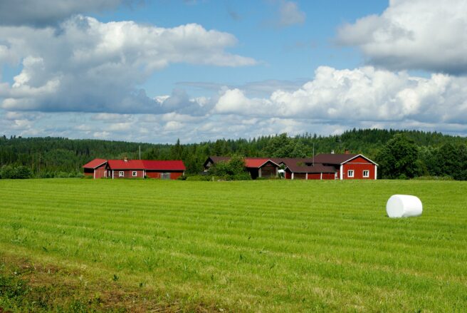 finland, farm, forest