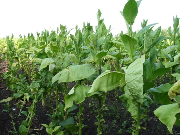 tobacco, tobacco field, tobacco plants